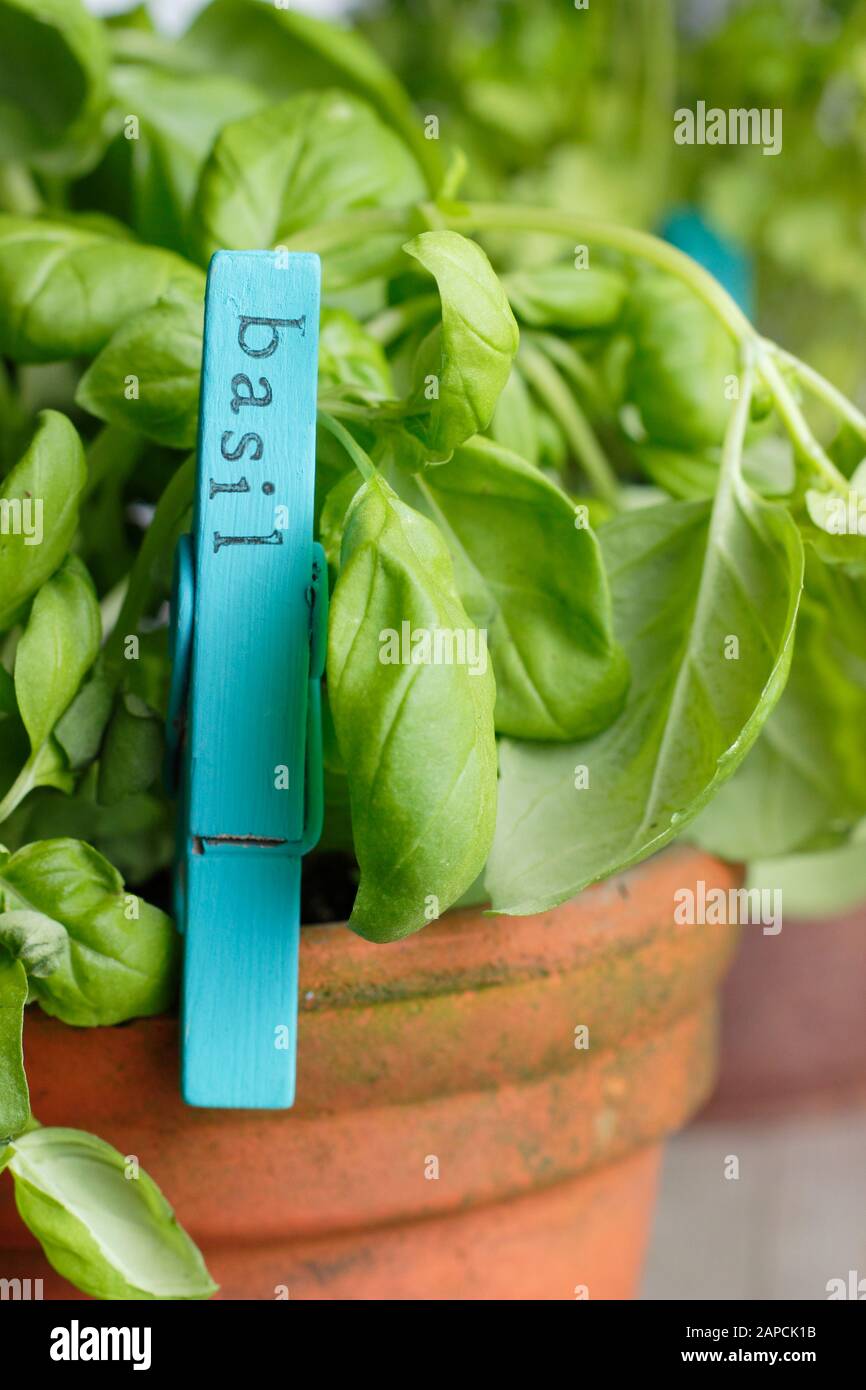 Basilikum. Kulinarisches Kraut, süßes Basilikum (Ocimum basilicum), das in einem Topf wächst. UK Stockfoto