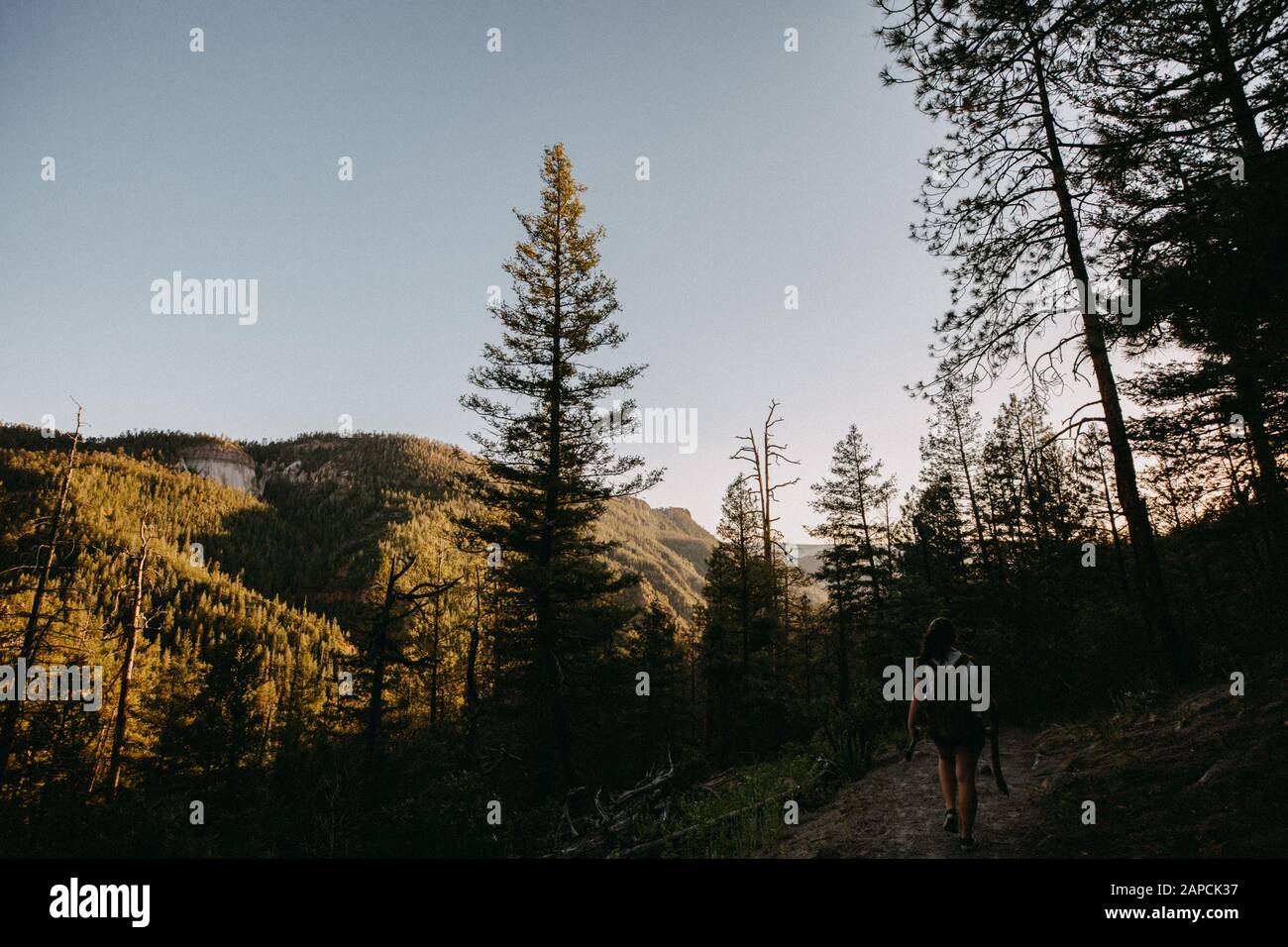 Wanderung bei Sonnenuntergang in den Jemez Mountains in Jemez Springs, New Mexico Stockfoto