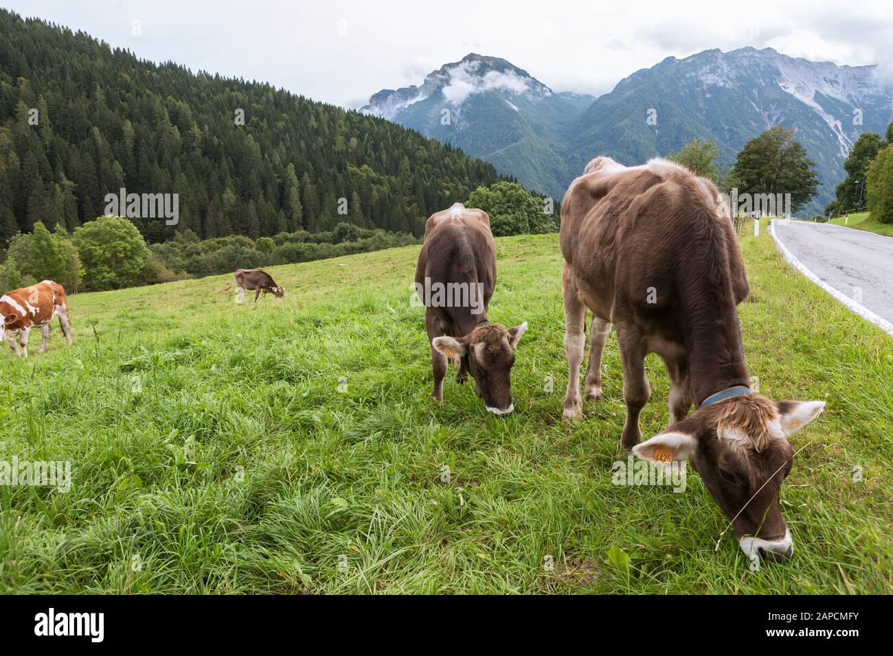 Kühe, die in den Doldern weiden: Villa Sant'Andrea, Provinz Belluno, Venetien, Italien Stockfoto