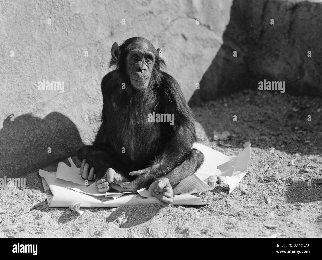 Zoo Jardin des Plantes, Vincennen Beschreibung: Affe im Zoo Datum: 1936 Stichwörter: Affen, Zoos Stockfoto