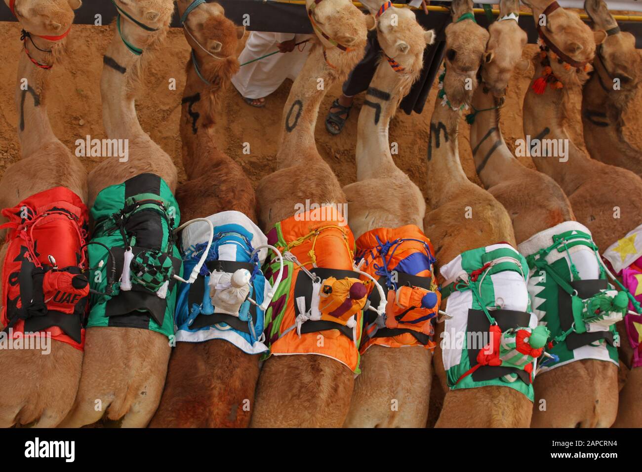 Startpunkt Camel Race: Warten auf Flag Off Stockfoto