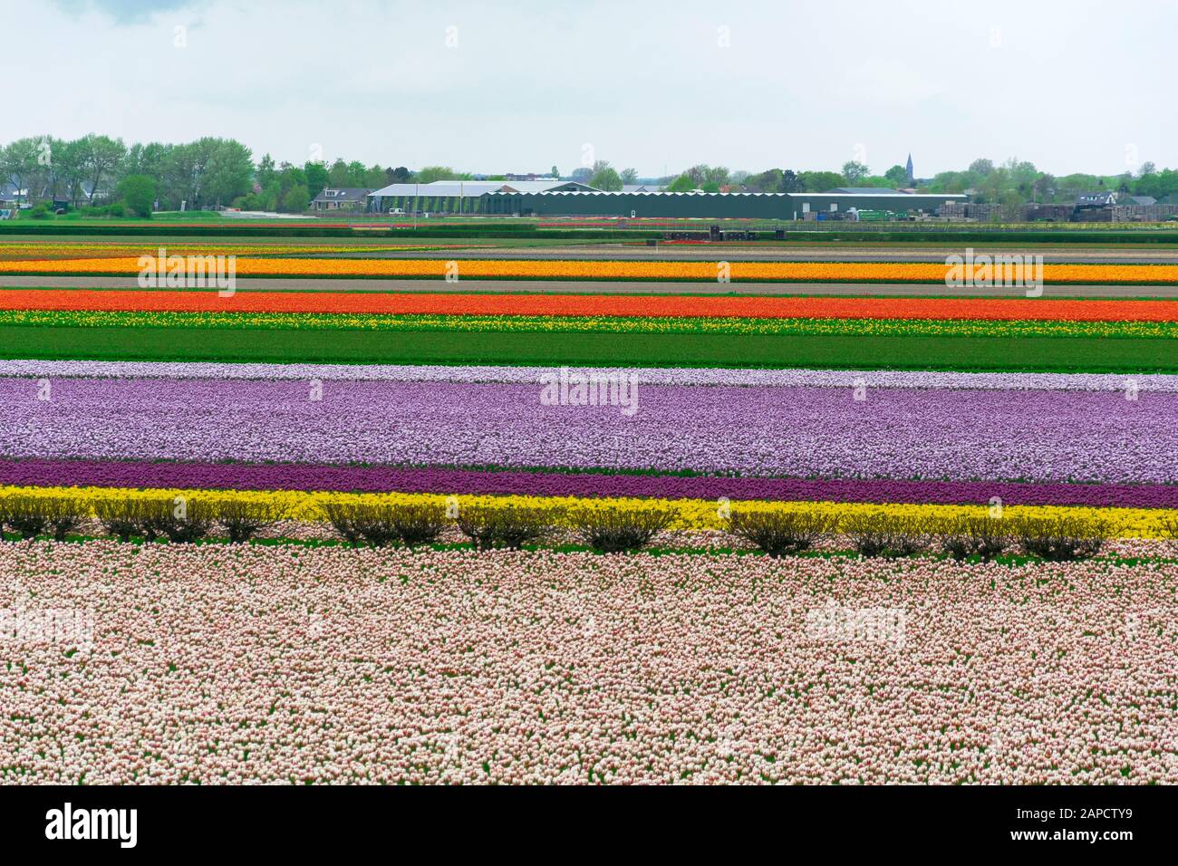 Mehrfarbige Tulpenfelder in den Niederlanden Stockfoto
