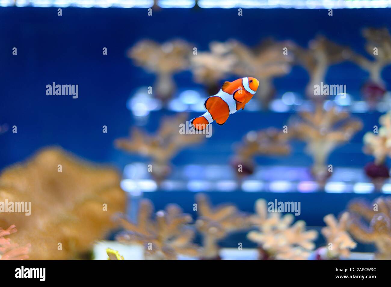 Clown Fisch im Aquarium Stockfoto