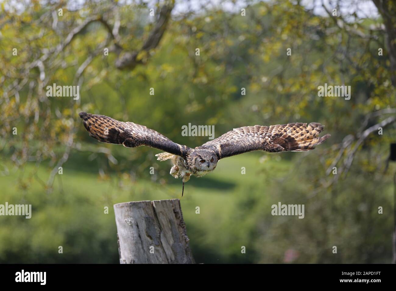 Schöne Eule, die den Zuschauern fliegende Fähigkeiten zeigt Stockfoto