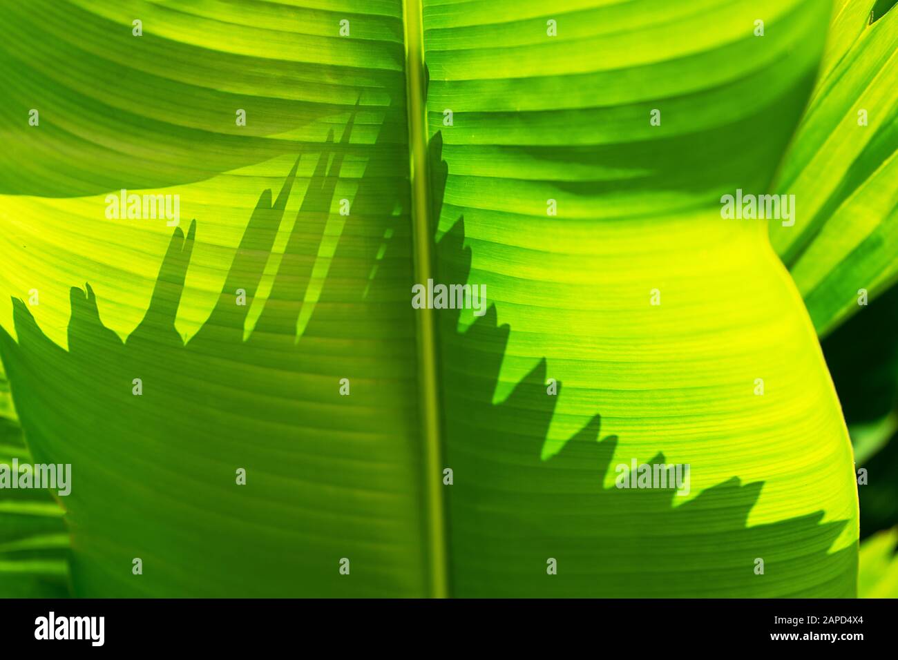 Nahaufnahme des wunderschönen tropischen Palmenblatts. Sommerkonzept. Afrika, Insel Sansibar. Stockfoto