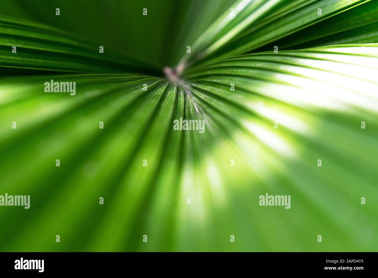 Schließen Sie den schönen tropischen Hintergrund mit Palmblättern aus Kokosnusspalmen. Sommerkonzept. Afrika, Insel Sansibar. Stockfoto