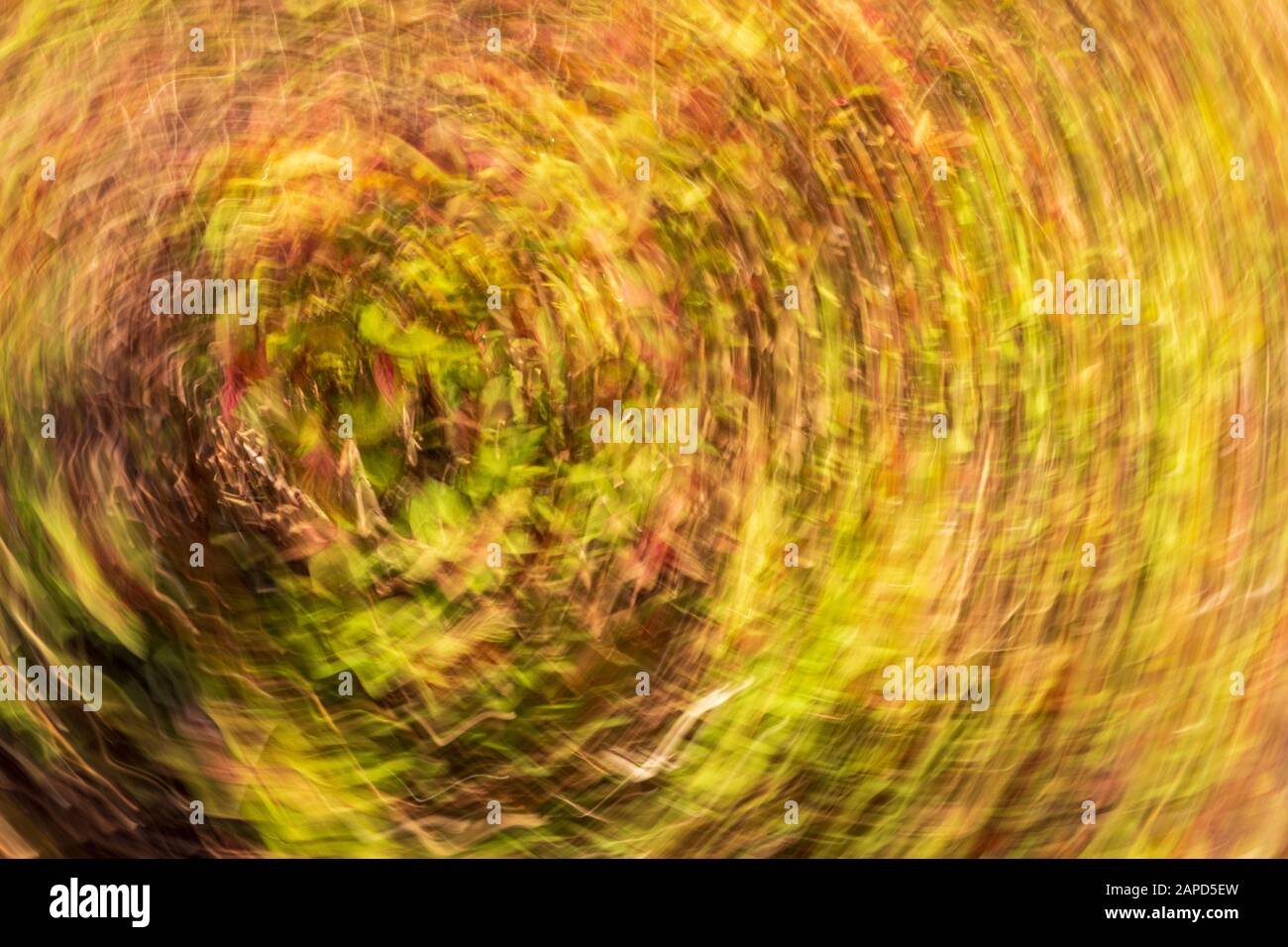 Zusammenfassung eines Frühlingsbaums in Bloom. In-Camera-Effekt. Stockfoto