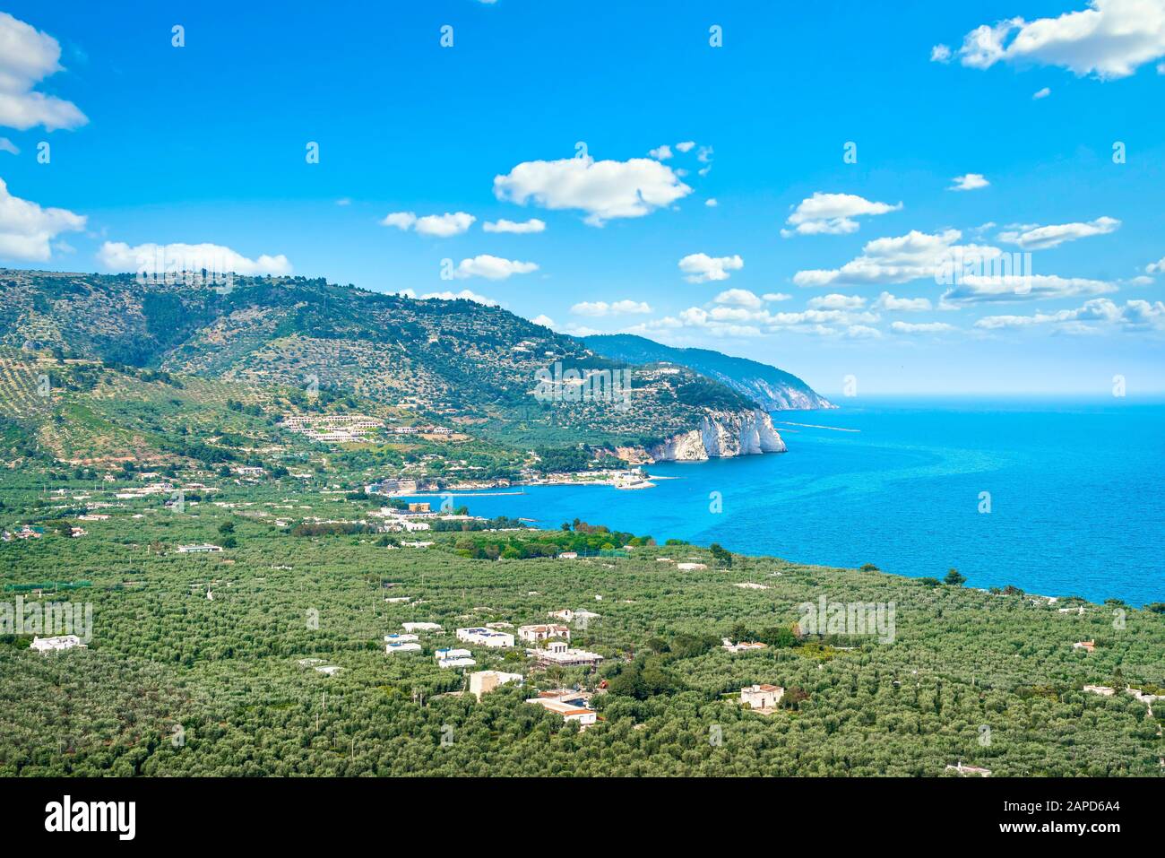 Mattinata, Gargano-Felsküste und Olivenbäume, Apulien, Süditalien, Europa. Stockfoto