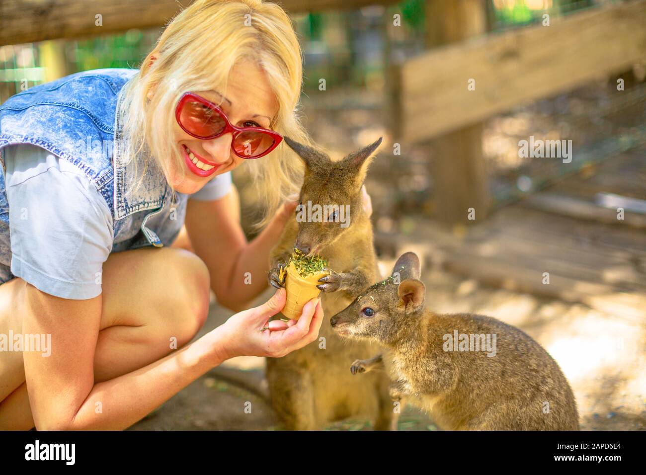 Lächelnde kaukasische Frau, die zwei Wallabys aus der Hand im Freien füttert. Begegnung mit australischem Beuteltier in Australien. Ein Wallaby ist ein kleines oder mittleres Stockfoto