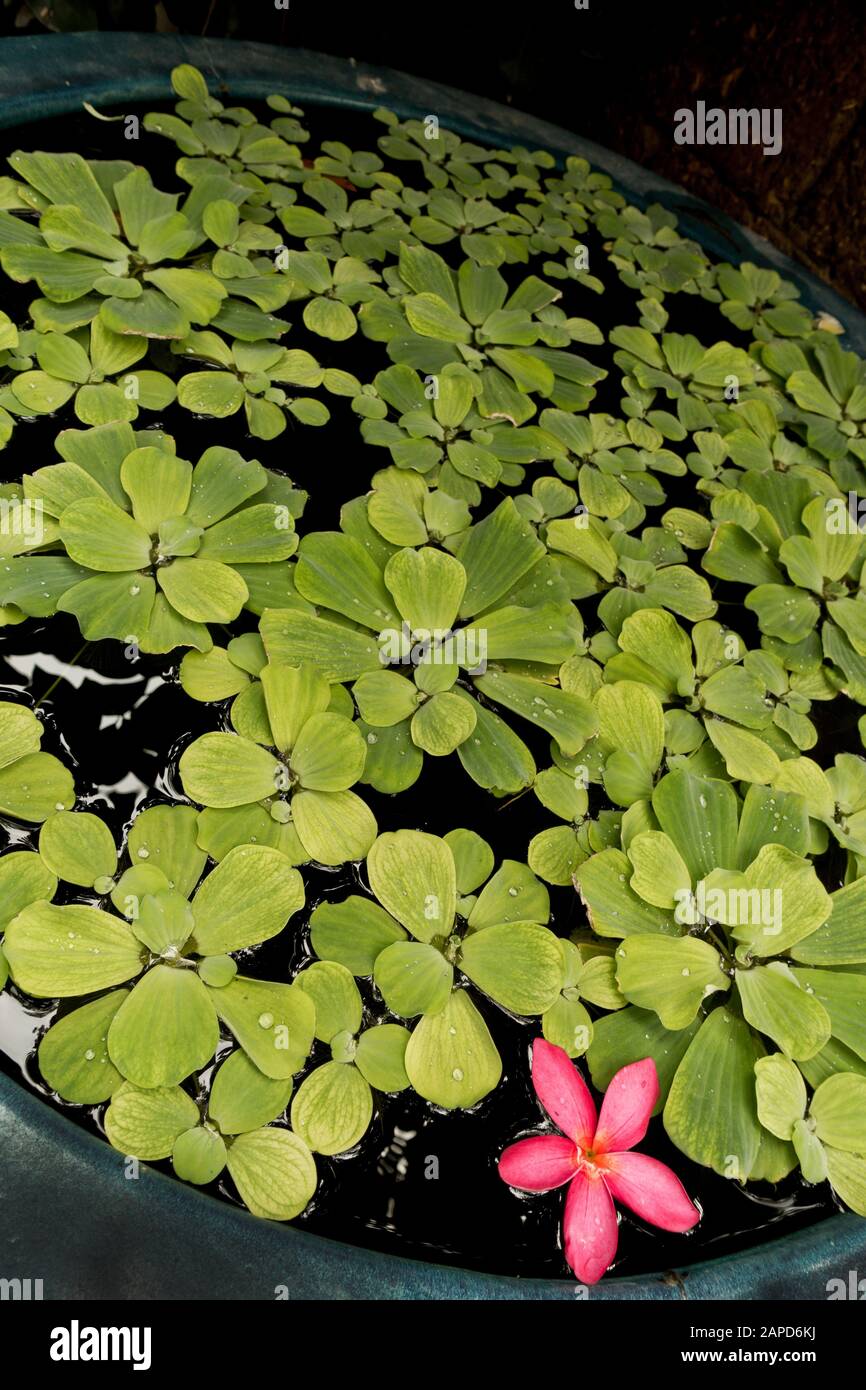 Die lotos- oder lotusblume ist eine Wasserpflanze, die mit ihren Wurzeln im Boden unter Wasser über dem Wasser lebt. Es ist für viele ein heiliges Symbol. Stockfoto