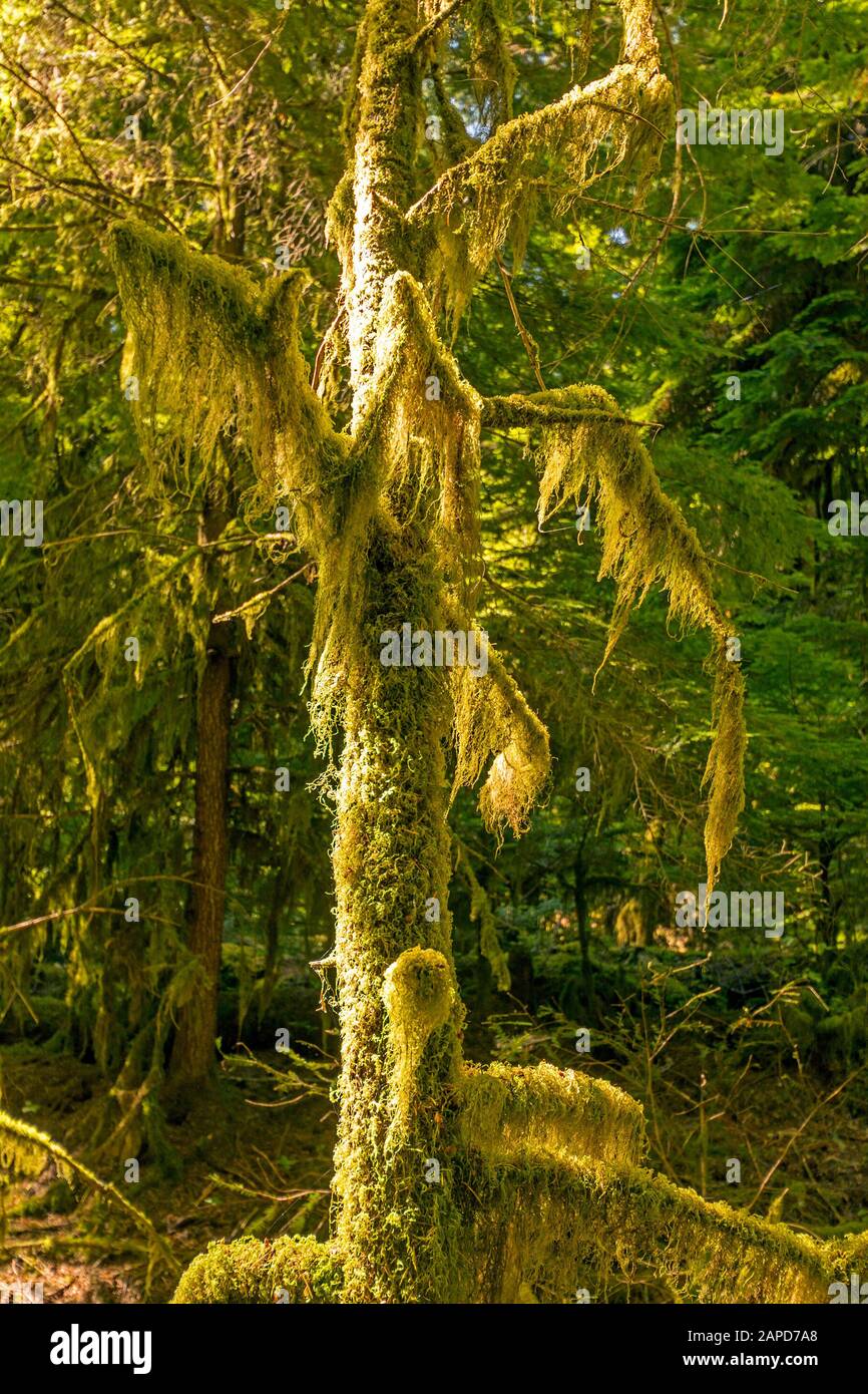 Moos auf alte Bäume im Strathcona Provincial Park in Kanada Stockfoto