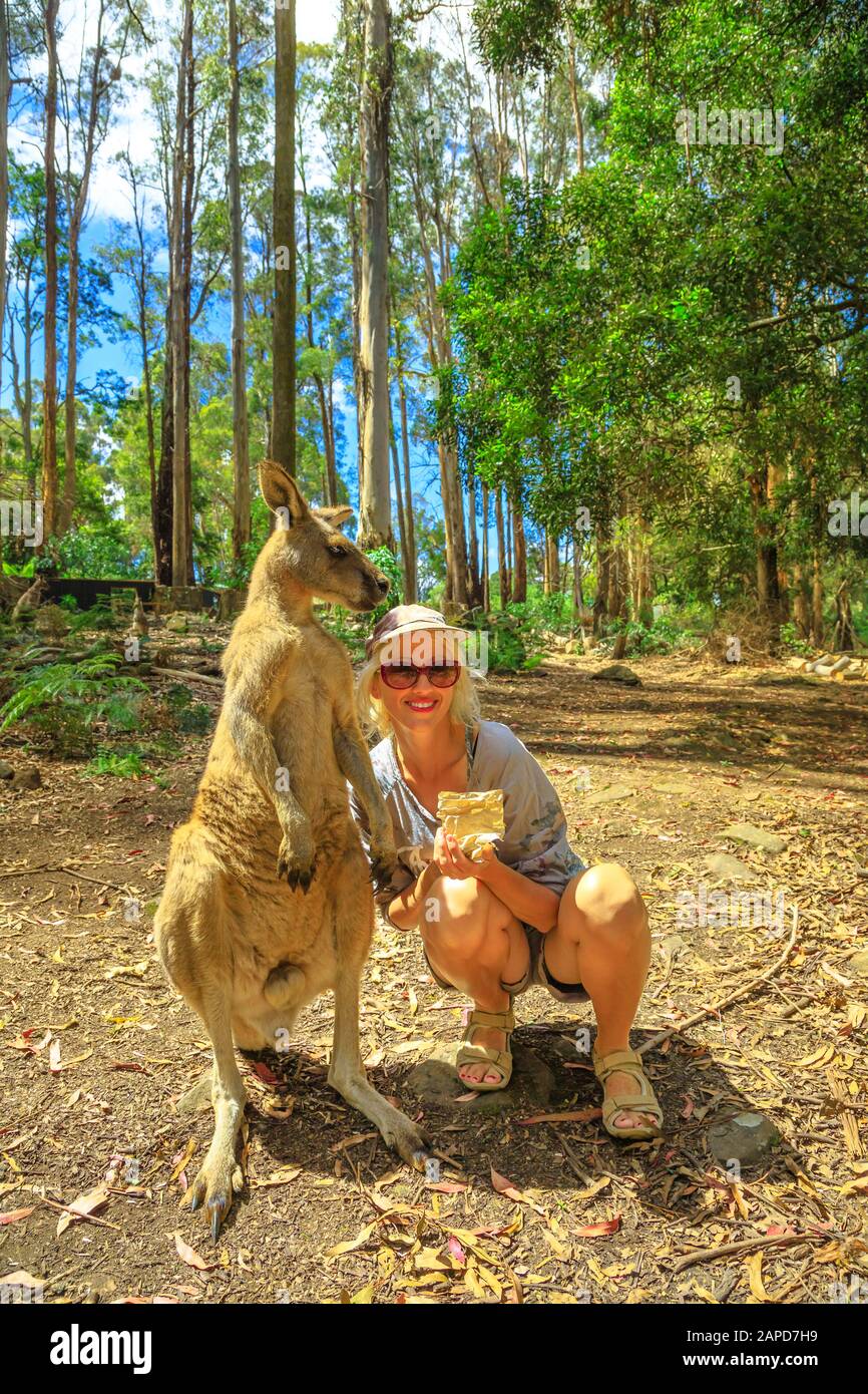 Fröhliche Frau, die neben einem Känguru steht, das aufrecht in den Tasmanischen Wäldern Australiens steht. Begegnung mit australischem Beuteltier in Stockfoto