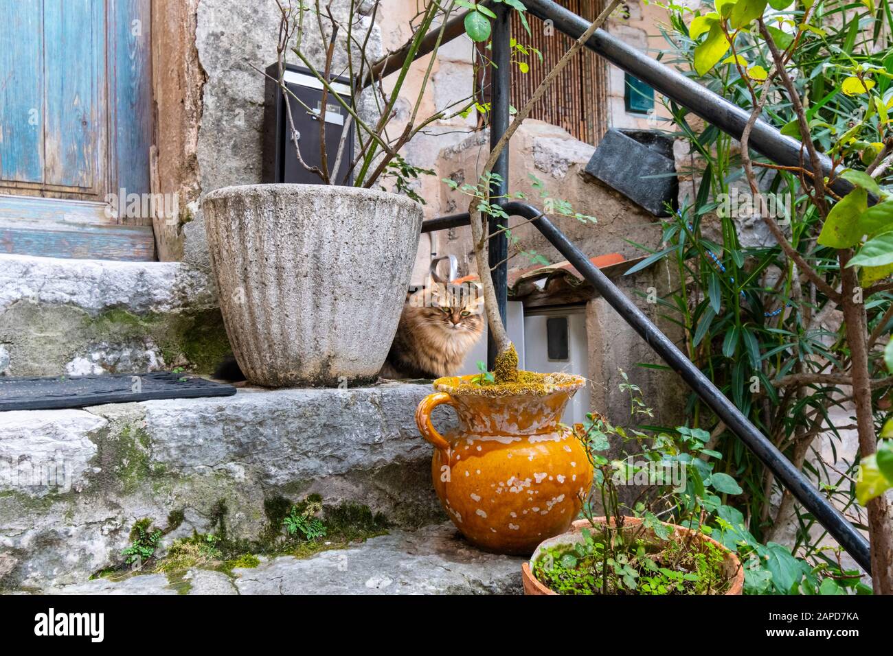 Eine wütende oder gereizte Langhaarkatze sitzt außerhalb einer Holztür in einem Garten in Gourdon, Frankreich. Stockfoto