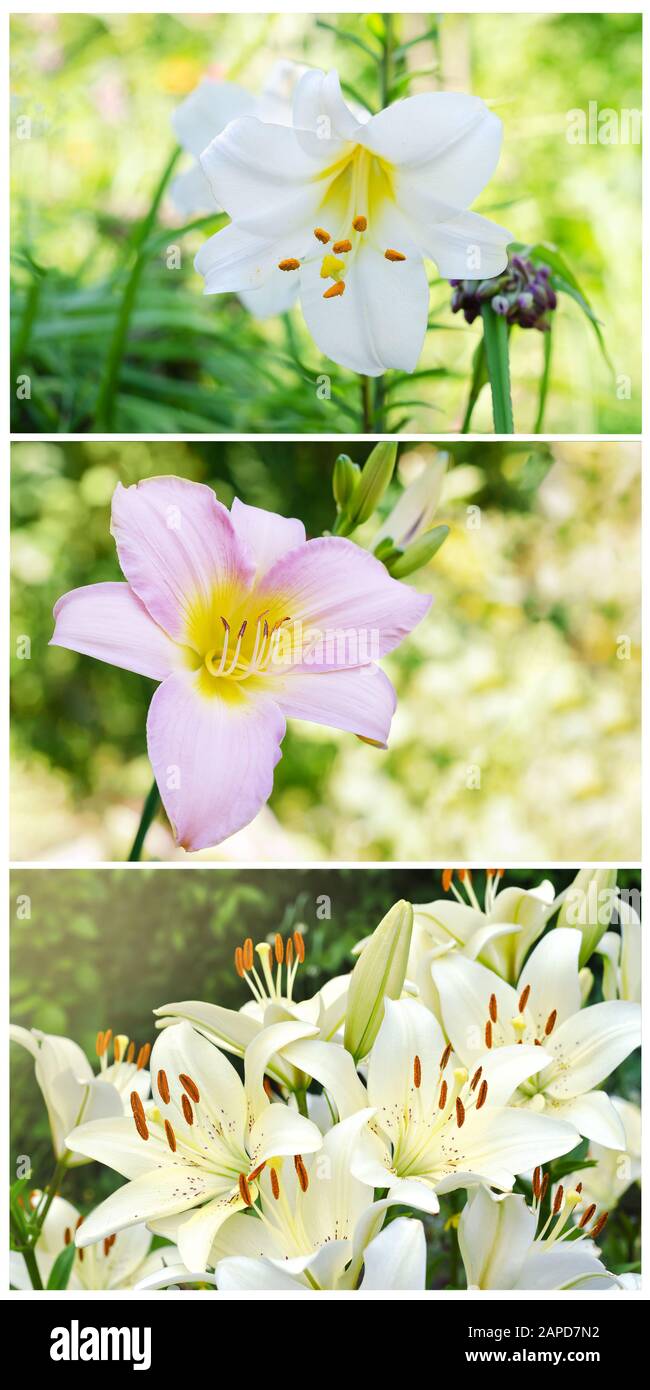 Eine Collage aus drei Fotos mit Blumen von Lilienblättern. Stockfoto