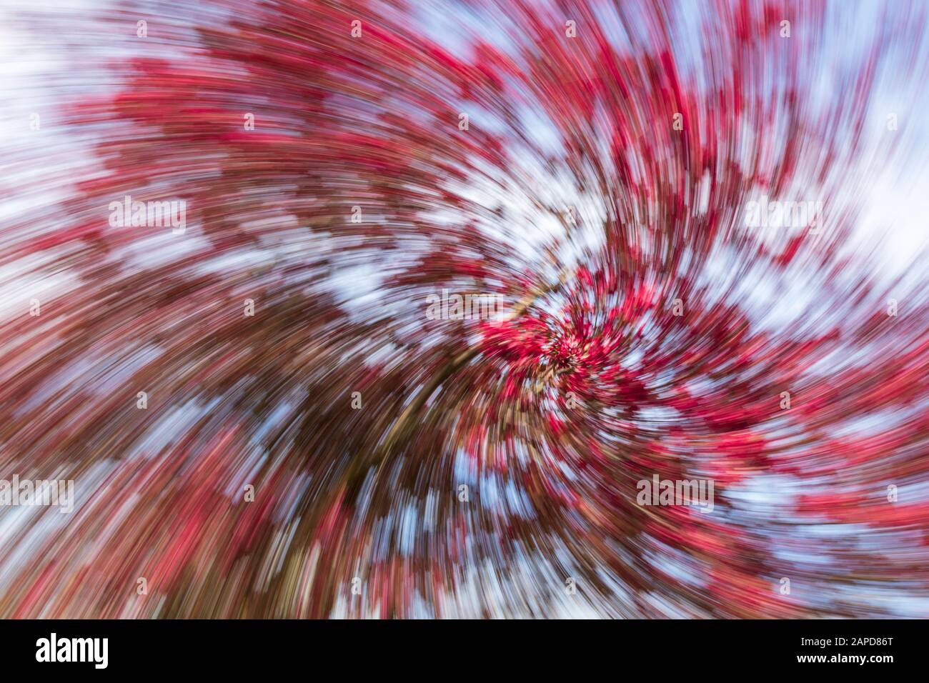 Zusammenfassung eines Frühlingsbaums in Bloom. In-Camera-Effekt. Stockfoto