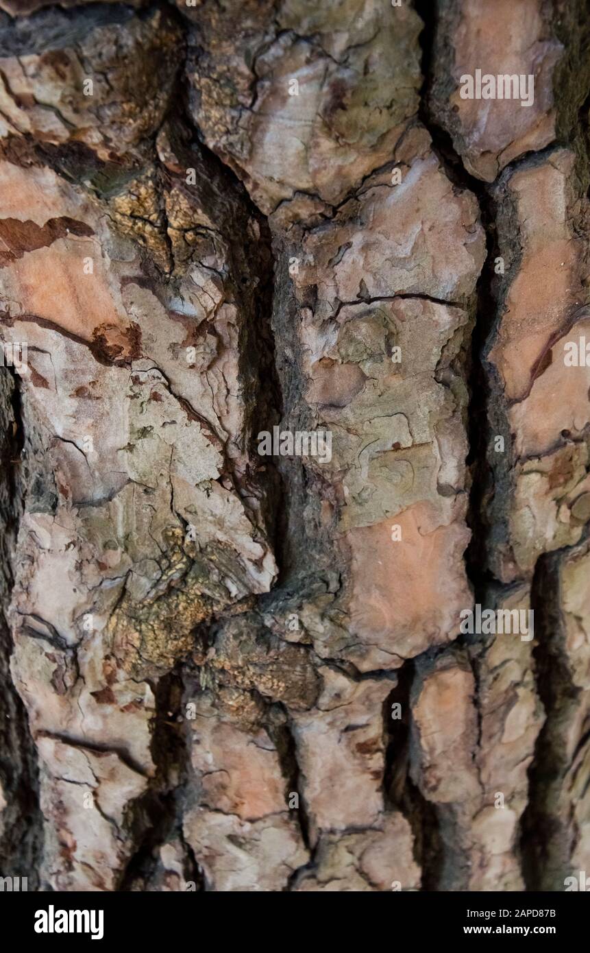 Rindentextur, Nahansicht der Baumrinde, Füllung des Rahmens Stockfoto