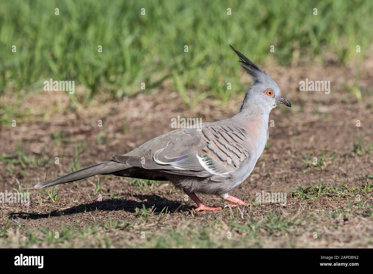 Crested Taube Stockfoto