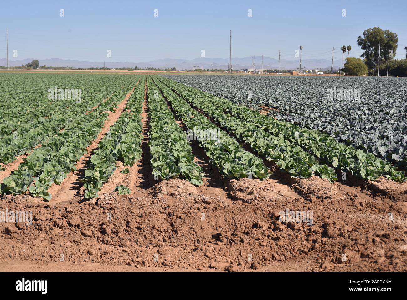 Kohlfleck in Arizona Stockfoto