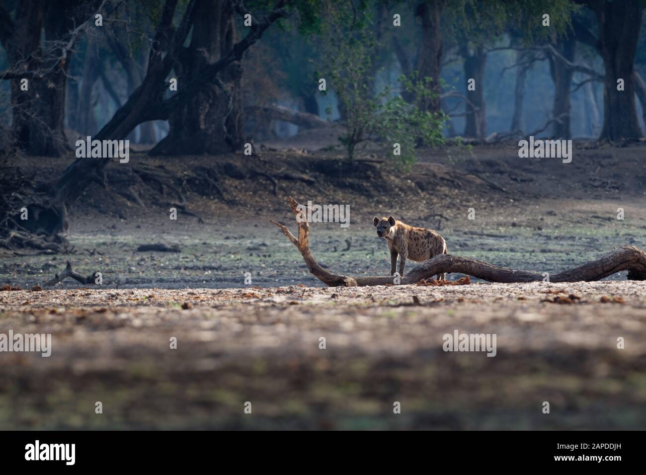 Gepunktete Hyena - Crocuta Crocuta nach dem Essen, das für den Kadaver im Park spazieren ging. Schöner Sonnenuntergang in Mana Pools. Simbabwe, sieht aus wie aus der Hölle. Stockfoto