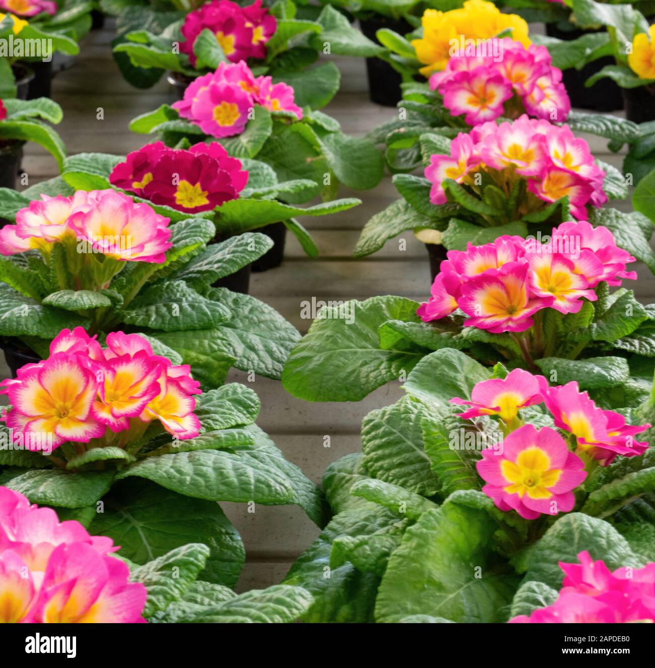 Frühlingsblüte duftender Blumen mit hellen Farben Stockfoto