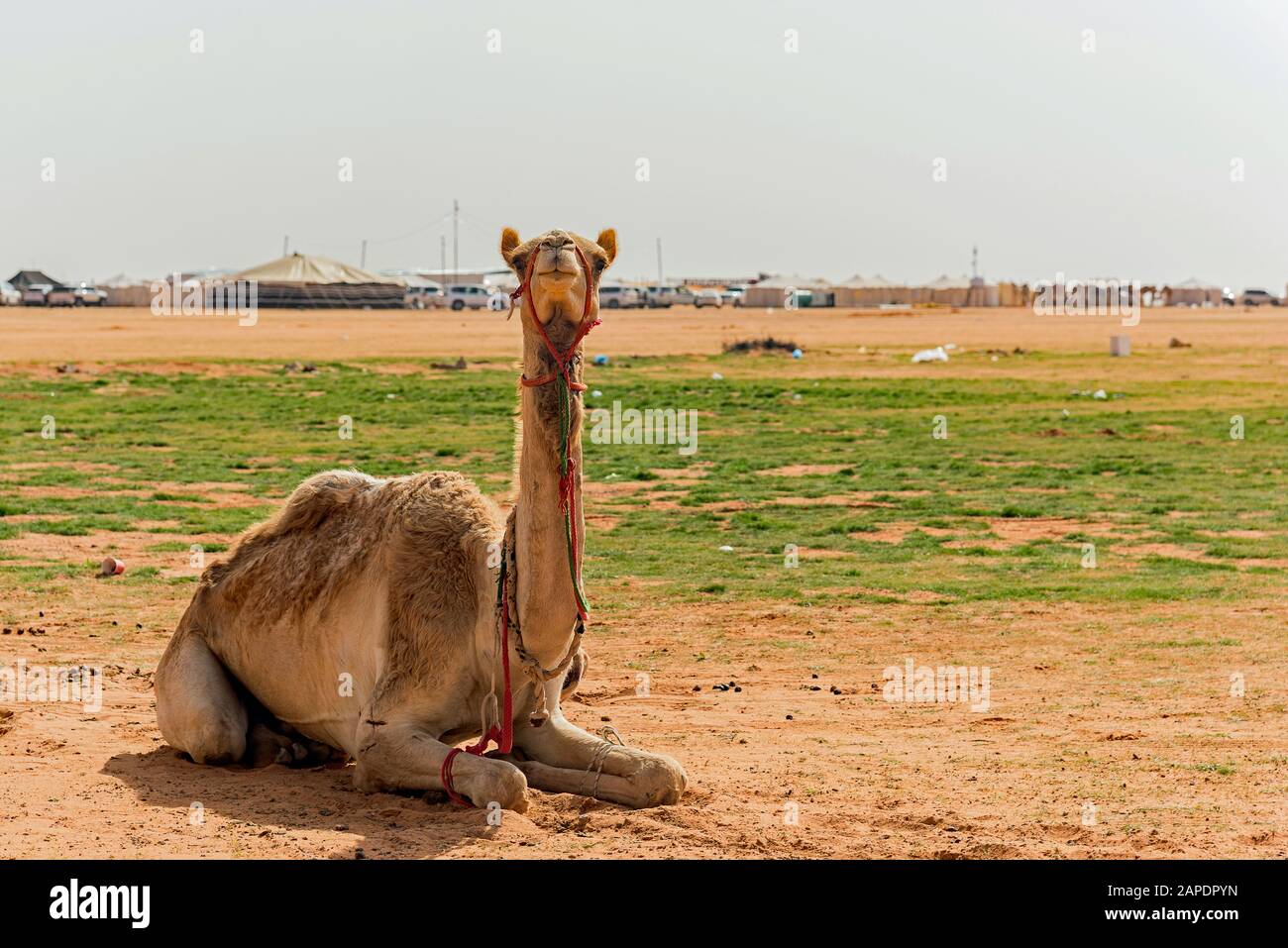Kamele in Saudi-Arabien Stockfoto