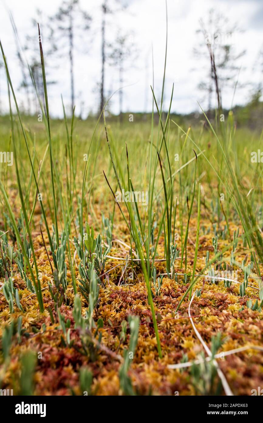 Sumpf, Moos und Gras, an einem Sommertag, auf einem verschwommenen Hintergrund. Stockfoto