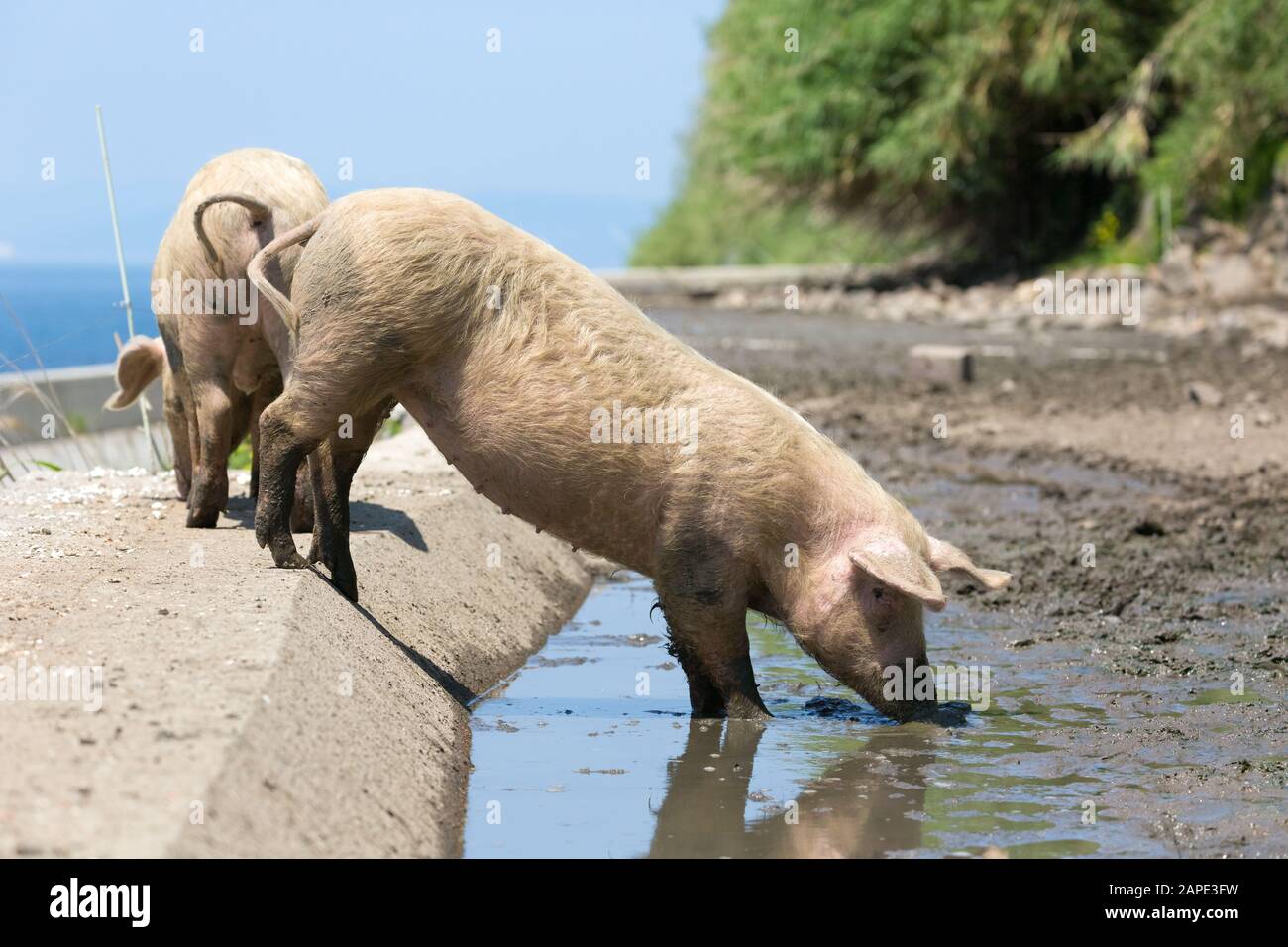 Schwein, der viel Wasser in der Nähe des Meeres trinkt. Stockfoto