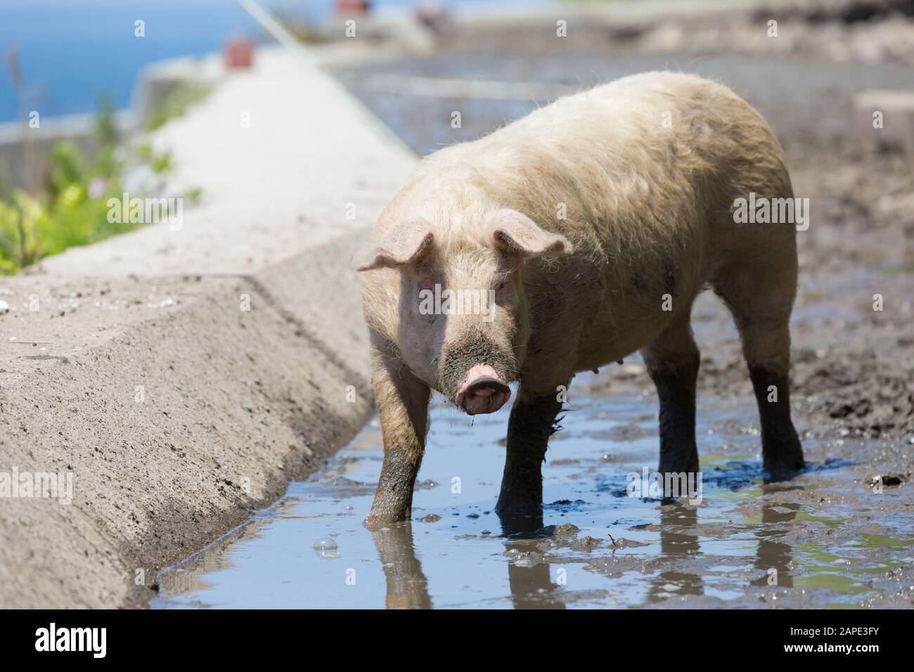 Schwein, der im Schlamm nahe dem Ufer des Meeres spazierengeht. Stockfoto