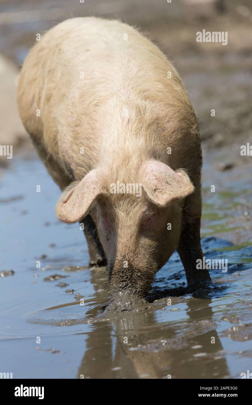 Schwein, der viel schlammiges Wasser in der Nähe des Meeres trinkt. Stockfoto