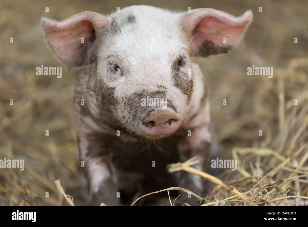 Junges Schwein schwelt im Schlamm. Stockfoto