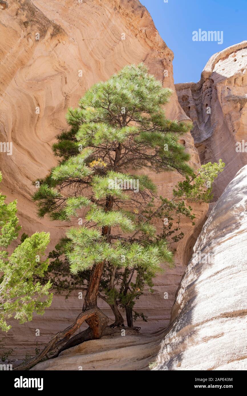 Sonniger Blick auf das berühmte Kascha Katuwe Tent Rocks National Monument in New Mexico Stockfoto