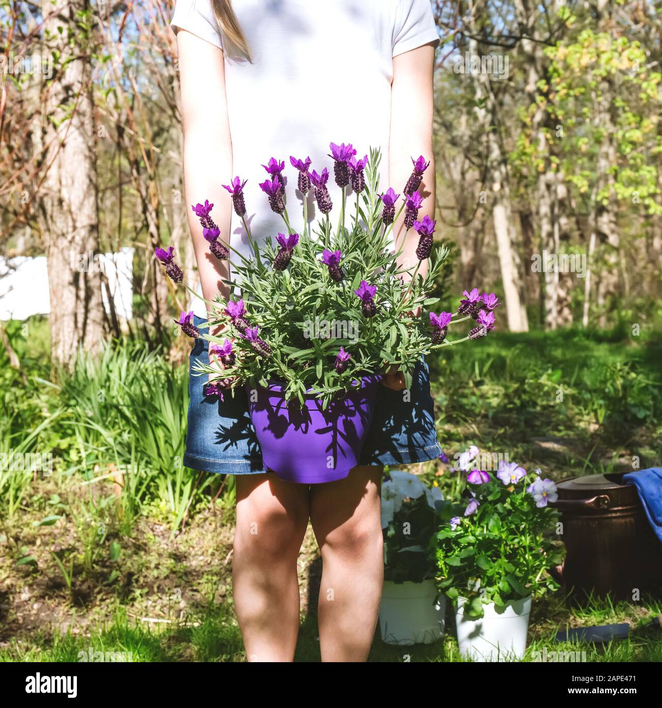 Mädchen mit Lavendel im Topf im Garten im Hinterhof. Familiengärtnerisches Frühlings-Konzept. Gesichtsloser Trend Stockfoto