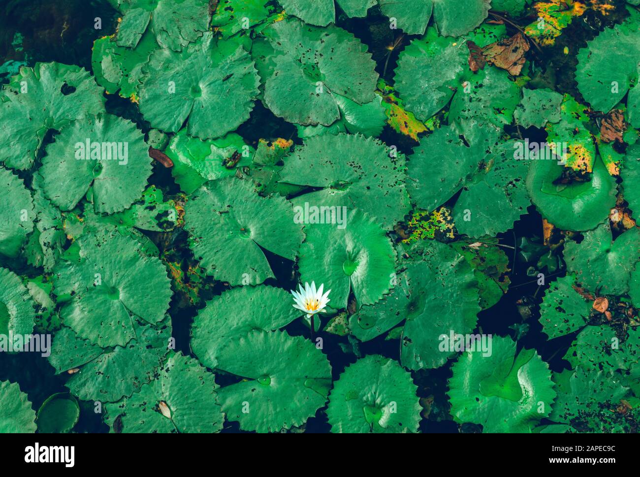 Weiße Seerose, Nymphaea odorata, in einem Teich. Stockfoto