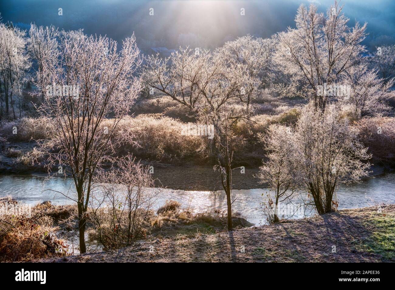 Frost bedeckte Bäume am Morgen in Stowe Vermont USA Stockfoto