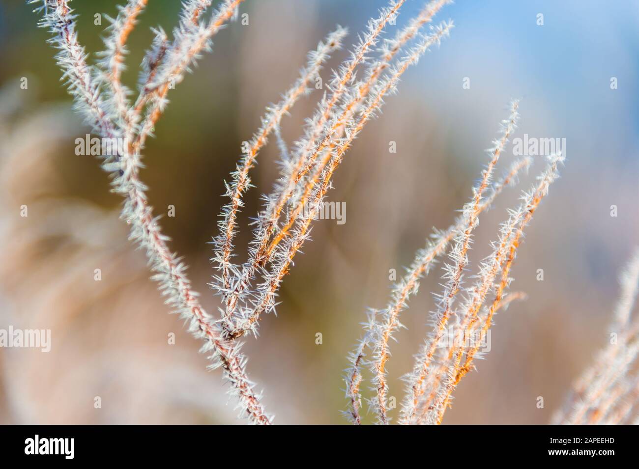 Am frühen Morgen frostbedeckte Zweige in der Neuengland-Stadt Stowe Vermont, USA Stockfoto