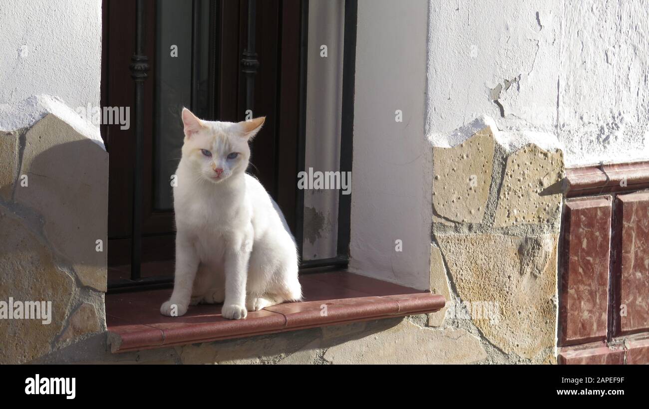 Junge Kätzchen saß auf der Fensterbank Wand im andalusischen Dorf Straße Stockfoto