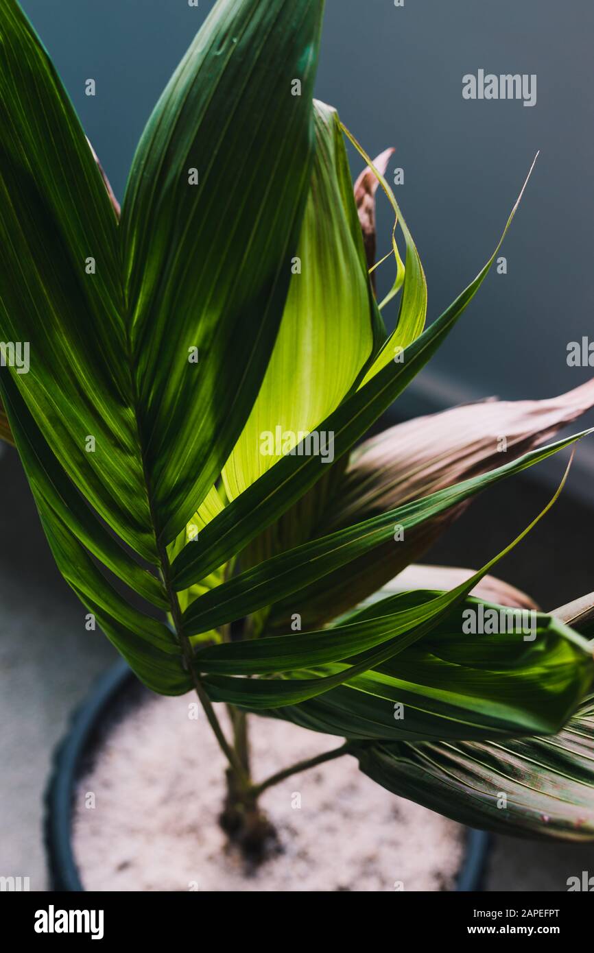 Palmendetails in einem Topf im Inneren mit Fensterlicht, das durch seine grünen, üppigen Blätter schillt Stockfoto