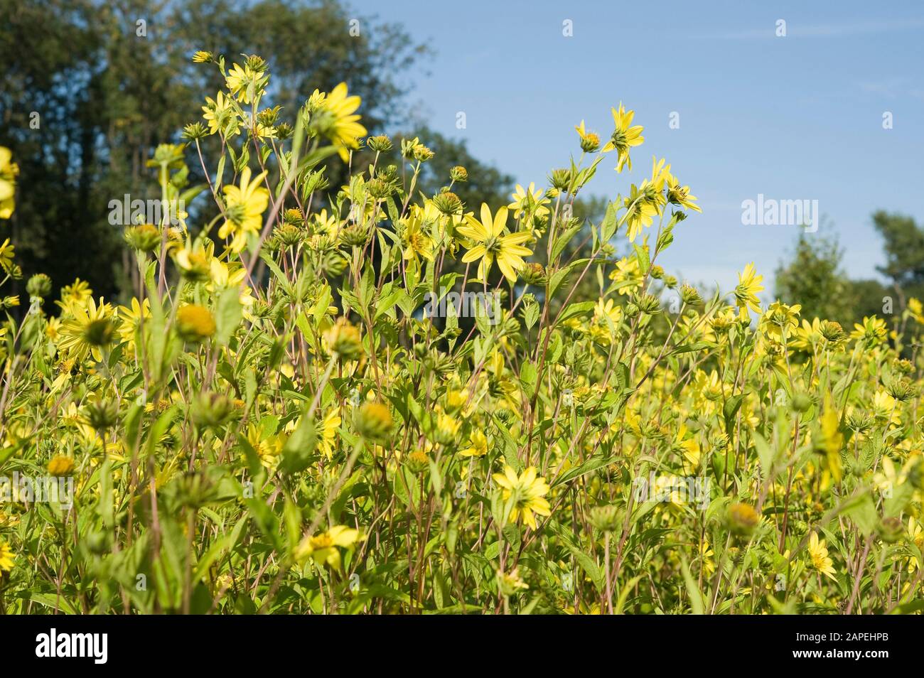 Sonnenblume, helianthus microcephalus Lemon Queen - Sonnenblume helianthus microcephalus Lemon Queen Stockfoto