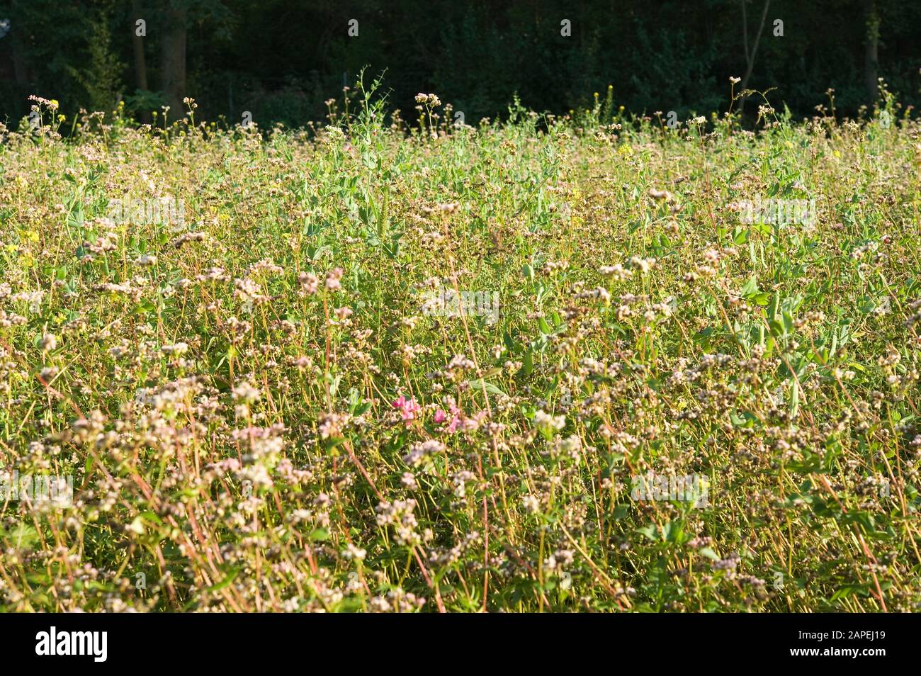 Gründung, Blumenwiese - Deckpflanzen, Grünmannen Stockfoto