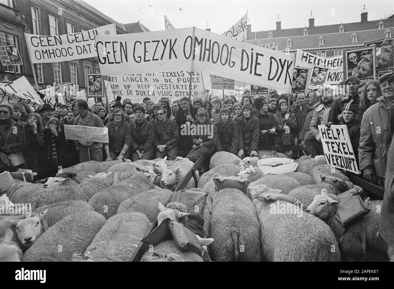 Einwohner Texel demonstrieren in den Haag für Höhendeiche; Übersichtsdemonstration mit Schafen am Binnenhof Datum: 27. Januar 1976 Standort: Binnenhof, den Haag, Texel Schlüsselwörter: Schafe, Anwohner, Demonstrationen, Erhöhungen Stockfoto