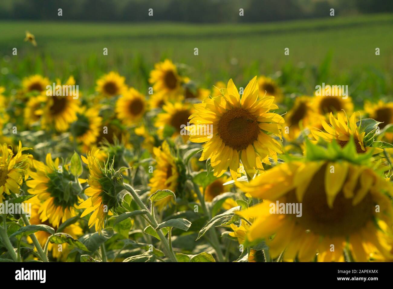 Sonnenblumen - Sonnenblumen Stockfoto