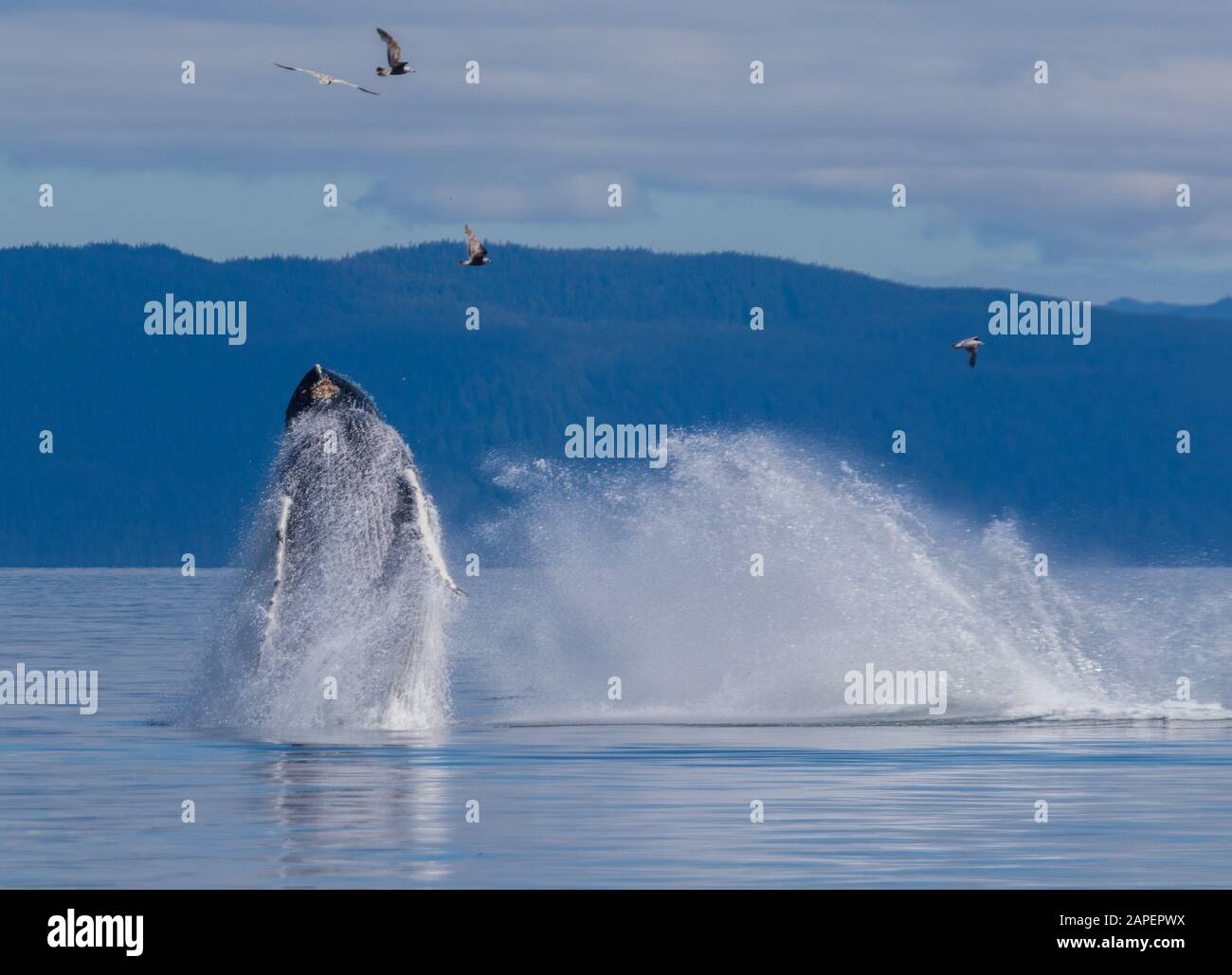 Der doppelte Bruch! Das Breaching-Verhalten ist in Alaska nicht so häufig. Häufiger ist es auf den Überwinterungsplätzen des Buckelwals vor Hawaii und Mex Stockfoto