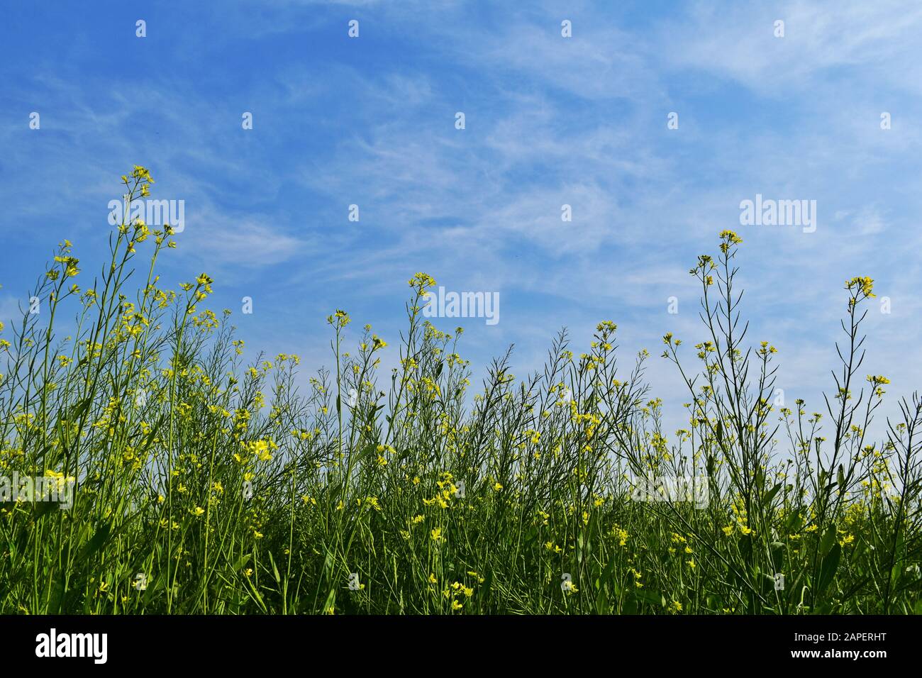 Der Senf ist eine Pflanzenart in den Genera Brassica. Die Gruppe der wenig verschwommenen gelben Senfblüten mit blauem Himmel. Stockfoto