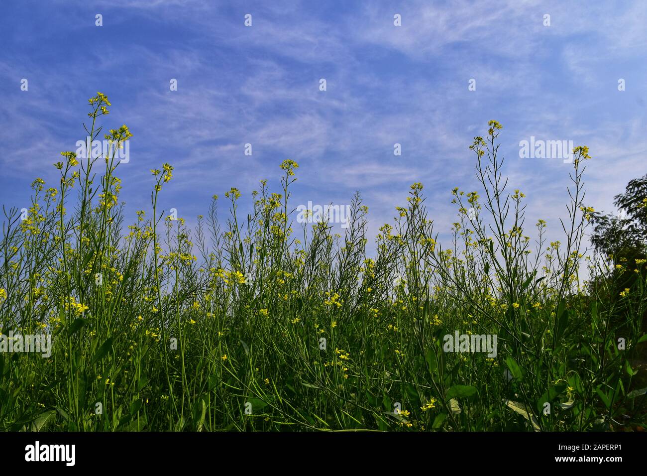 Der Senf ist eine Pflanzenart in den Genera Brassica. Die Gruppe der wenig verschwommenen gelben Senfblüten mit blauem Himmel. Stockfoto