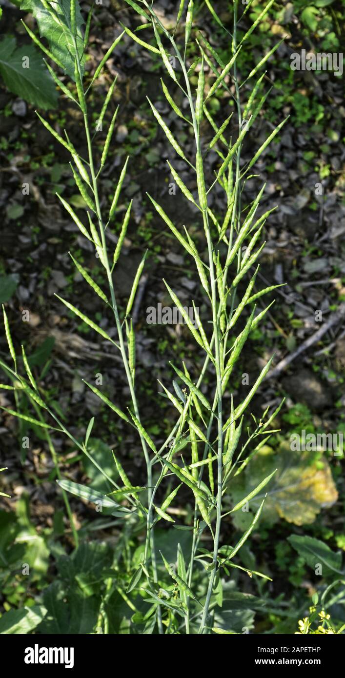 Der Senf ist eine Pflanzenart in den Genera Brassica. Die Gruppe der kleinen grünen Senfschoten verstärkt die Schönheit der Natur. Stockfoto