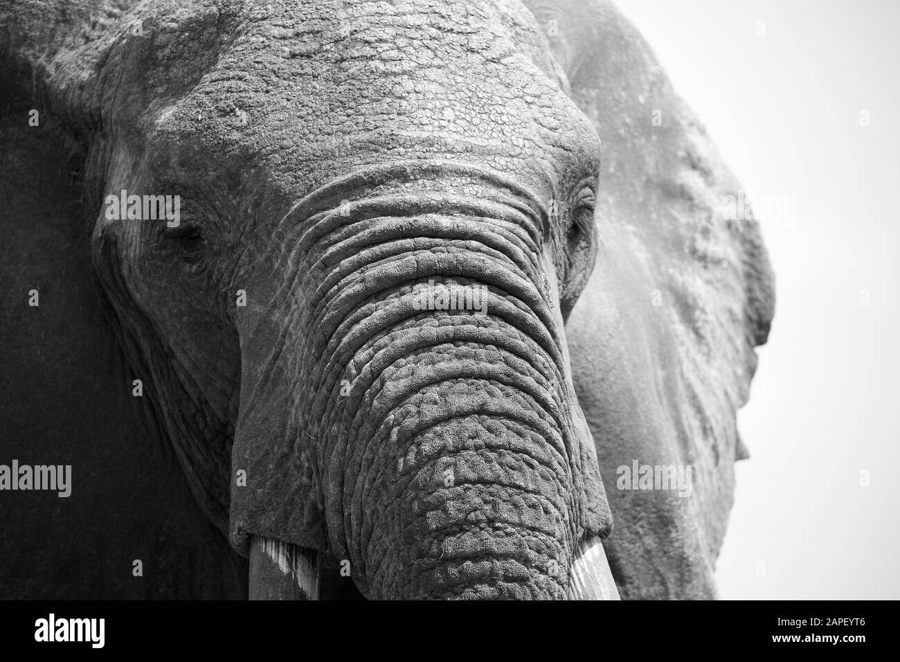 Schwarz Weiss Schliessen Afrikanische Elefanten Loxodonta Africana Elefantenmutter Kuh Kitzelndes Baby Unter Dem Kinn Mit Russel Tiere Der Tierwelt Gefangenschaft Stockfotografie Alamy