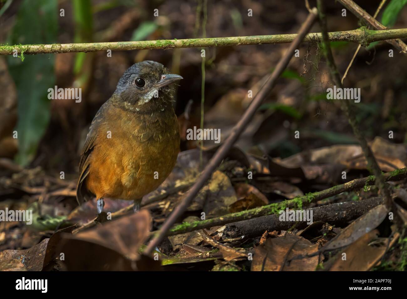 Moustached Antpitta - Grallaria alleni, spezieller schüchterner verborgener Vogel aus Andenwäldern, Mindo, Ecuador. Stockfoto