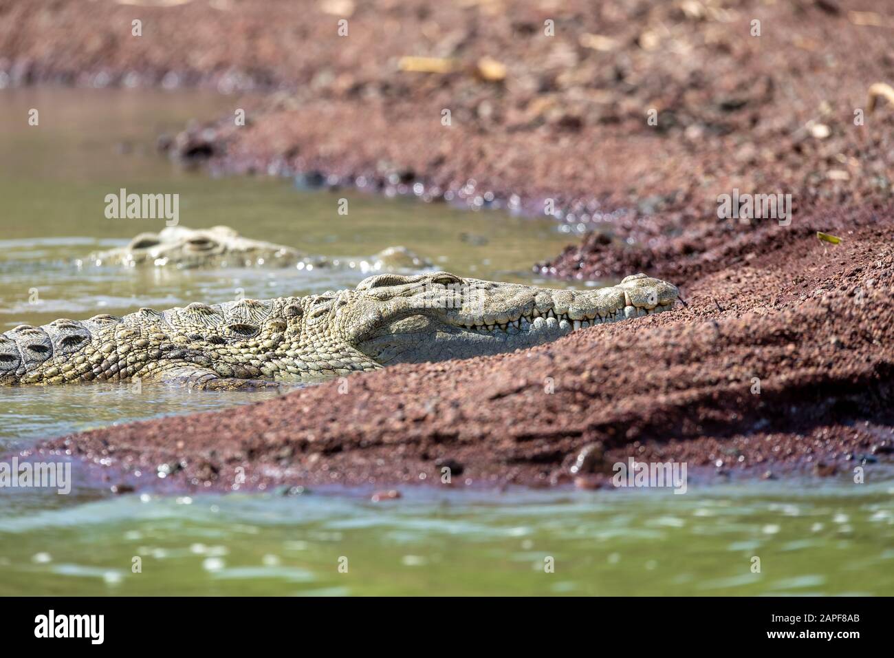 Chamo-See und ruhendes großes nilkrokodil, Äthiopien-Afrika-Wildtier-Safari Stockfoto