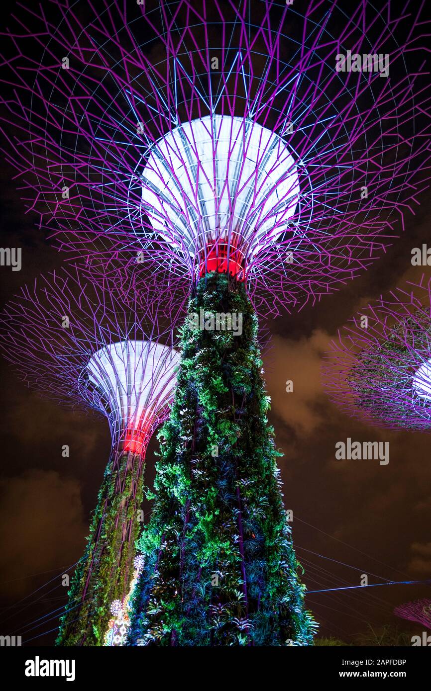 Nachtansicht der beleuchteten Supertrees in Singapur Stockfoto