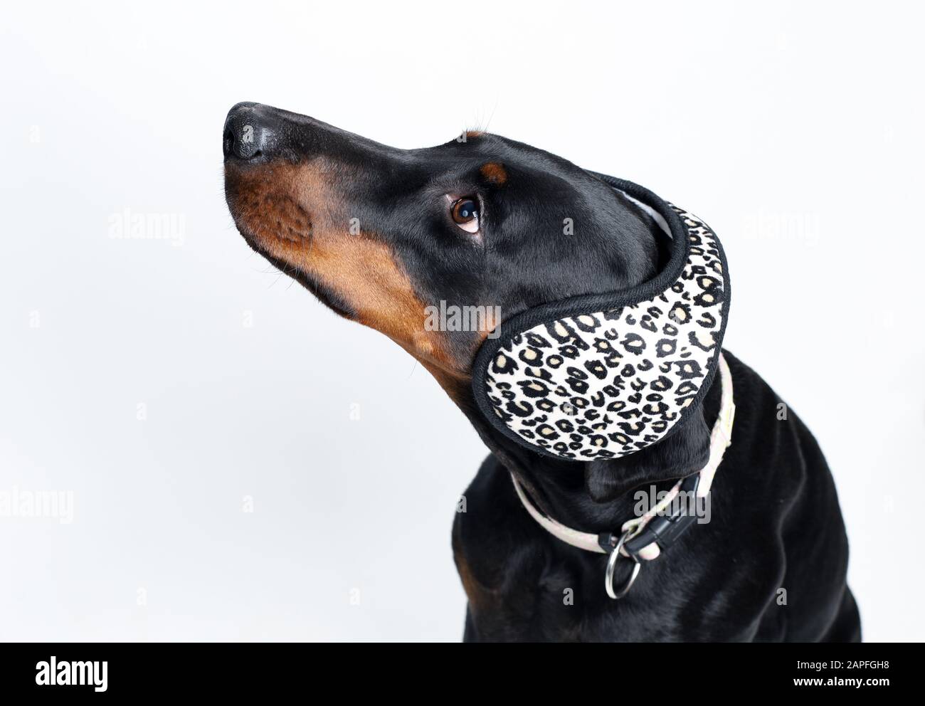 Ein Hund trägt Ohrstöpsel im Studio Stockfotografie - Alamy